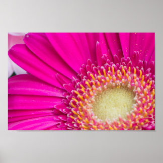 Fuschia Art, Posters & Framed Artwork | Zazzle.co.uk