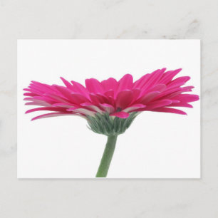 Hot Pink Gerbera Daisy Postcard