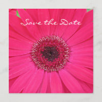 Hot Pink Gerbera Daisy Save the Date Invitation