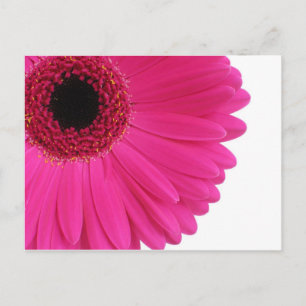 Hot Pink Gerbera Postcard