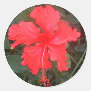 Hot Pink Hibiscus Classic Round Sticker
