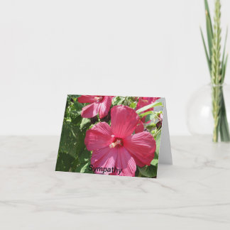 Hot Pink Hibiscus, Sympathy Card