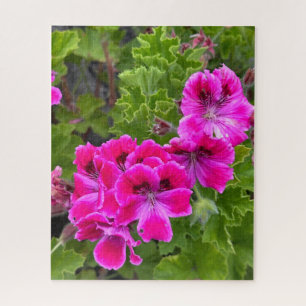 Hot Pink Martha Washington Geranium, Oakland Jigsaw Puzzle