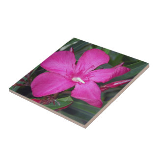 Hot Pink Oleander Photo Ceramic Tiles