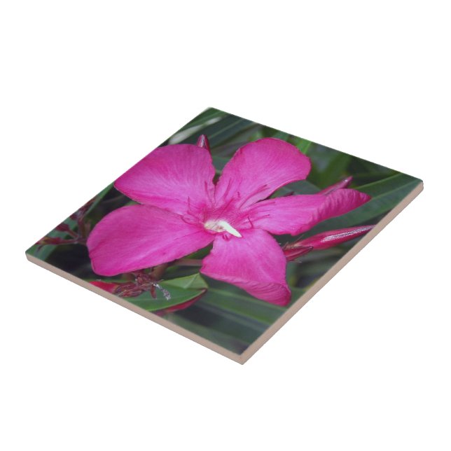 Hot Pink Oleander Photo Ceramic Tiles (Side)