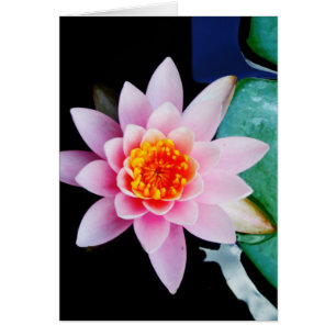 Hot Pink & orange lotus water lily flower