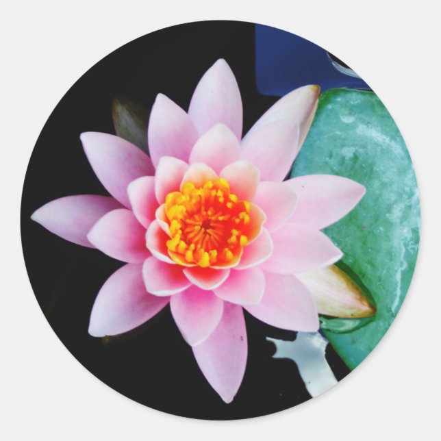 Hot Pink & orange lotus water lily flower Classic Round Sticker (Front)