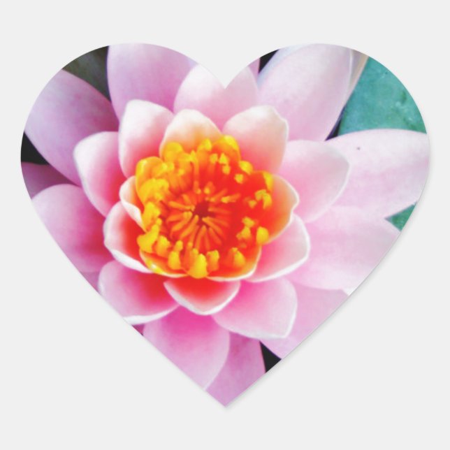 Hot Pink & orange lotus water lily flower Heart Sticker (Front)