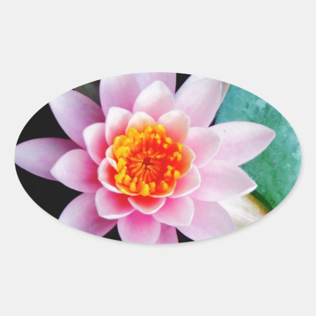 Hot Pink & orange lotus water lily flower Oval Sticker (Front)