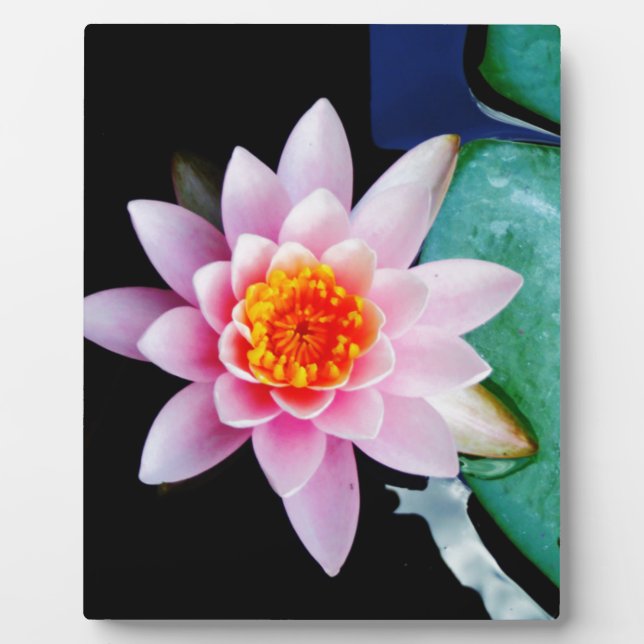 Hot Pink & orange lotus water lily flower Plaque (Front)
