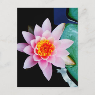 Hot Pink & Orange Lotus water lily flower Postcard