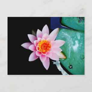 Hot Pink & orange lotus water lily flower Postcard