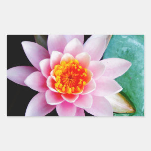 Hot Pink & orange lotus water lily flower Rectangular Sticker