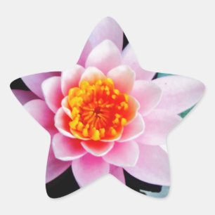 Hot Pink & orange lotus water lily flower Star Sticker