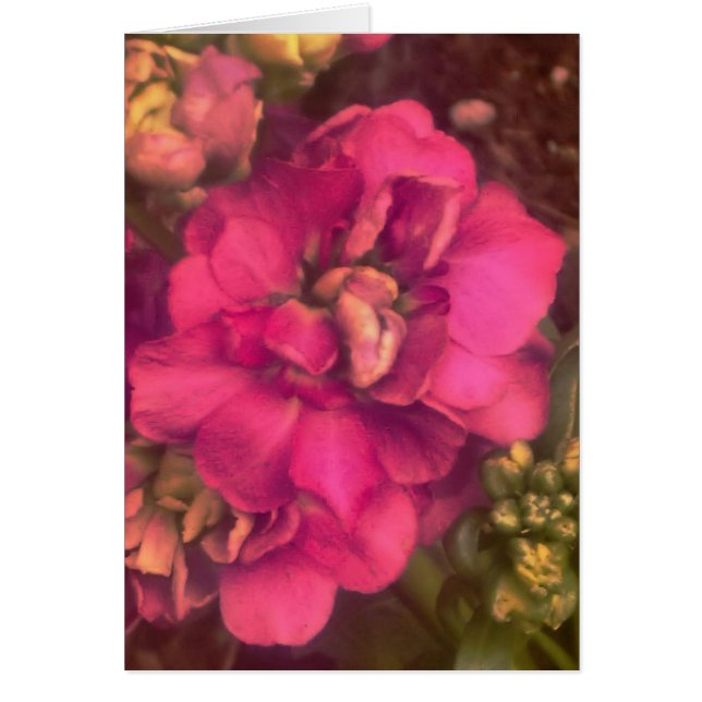 hot pink passion floral  (blank inside) card (Front)