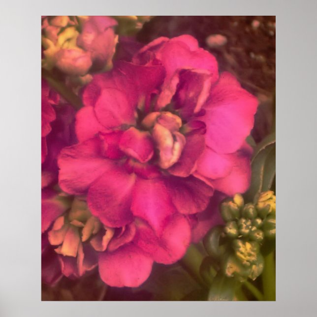 Hot pink passion floral poster (Front)