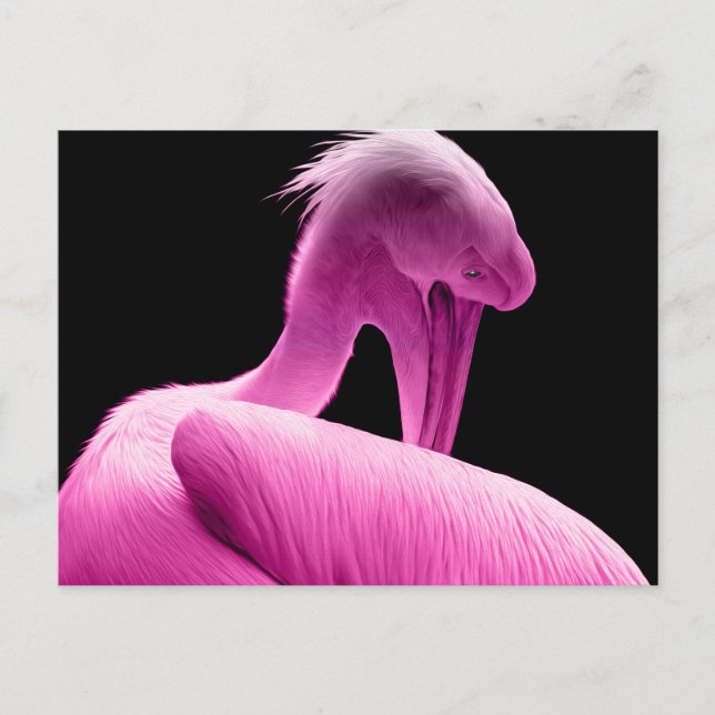 Hot Pink Pelican Custom Postcard (Front)