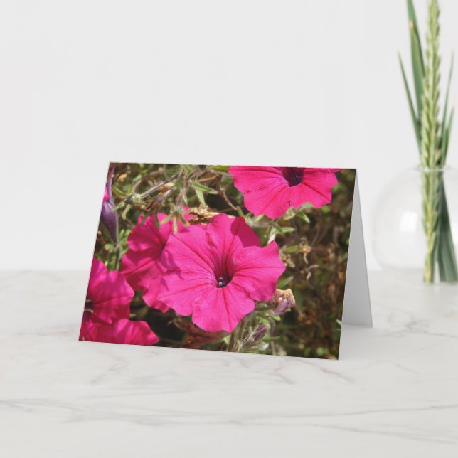 Hot Pink Petunia Flower Card (Front)
