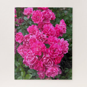 Hot Pink Polyantha Rose, Oakland Jigsaw Puzzle