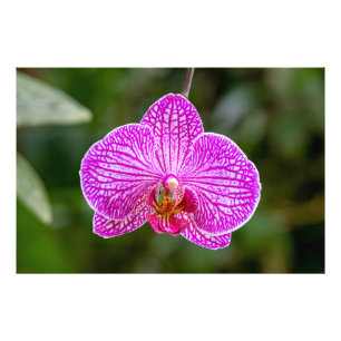 Hot Pink Purple Orchid Flower Photo Print