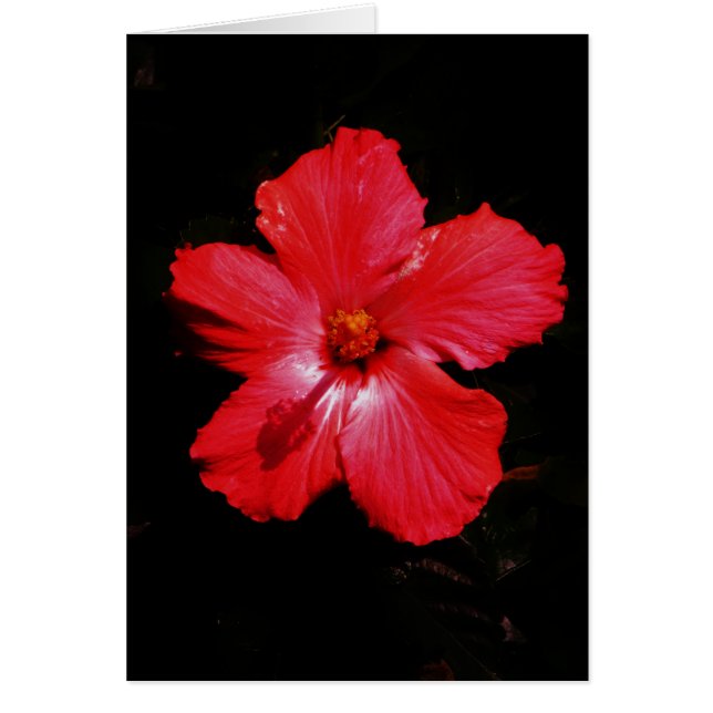 Hot Pink Red Hibiscus flower on Black (Front)