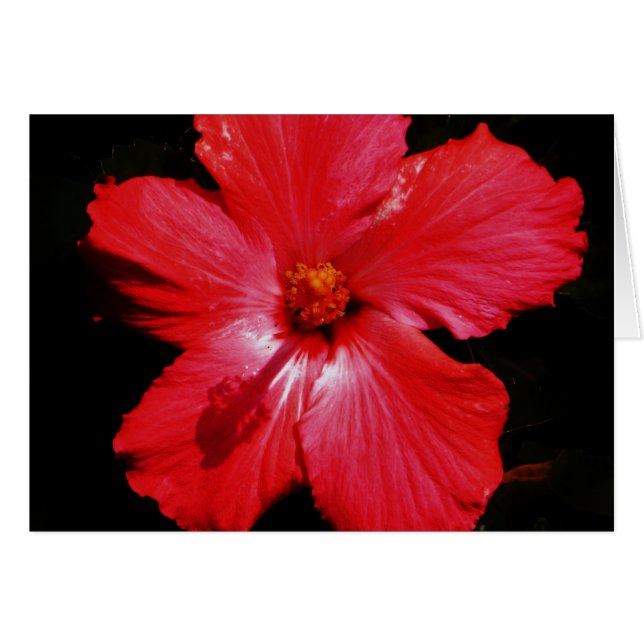 Hot Pink Red Hibiscus flower on Black (Front Horizontal)