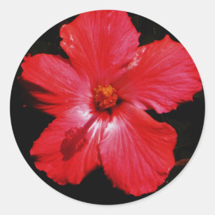 Hot Pink Red Hibiscus flower on Black Classic Round Sticker