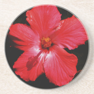 Hot Pink Red Hibiscus flower on Black Coaster