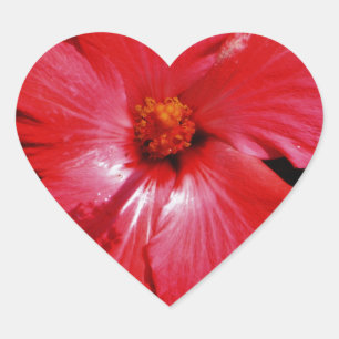 Hot Pink Red Hibiscus flower on Black Heart Sticker