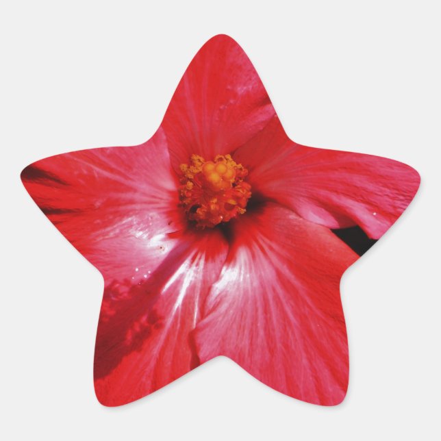 Hot Pink Red Hibiscus flower on Black Star Sticker (Front)