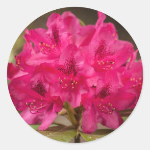 Hot Pink Rhododendron Flowers Custom Classic Round Sticker