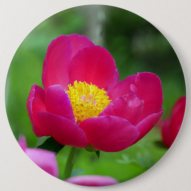 Hot Pink Rose 6 Cm Round Badge (Front)