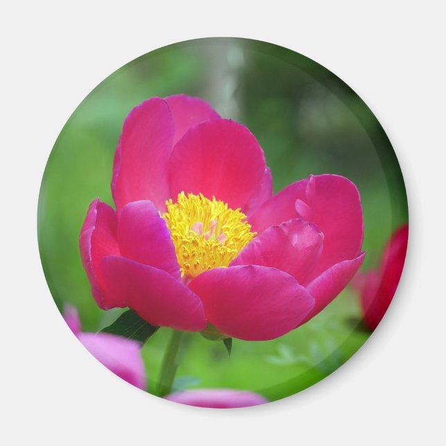 Hot Pink Rose Magnet (Front)