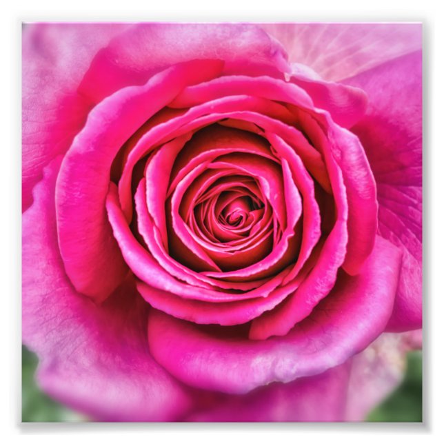 Hot Pink Rose Photo Print (Front)
