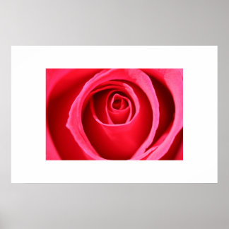 Hot Pink Rose Poster