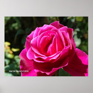 Hot Pink Rose Poster