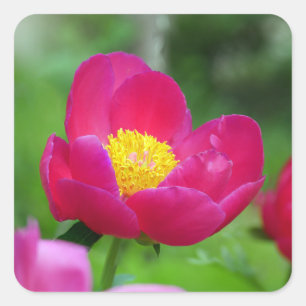 Hot Pink Rose Square Sticker