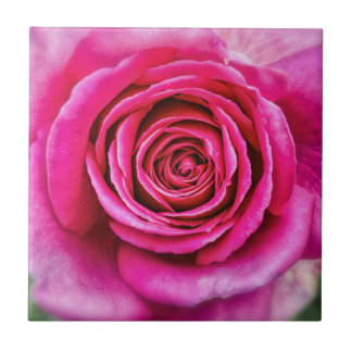 Hot Pink Rose Tile