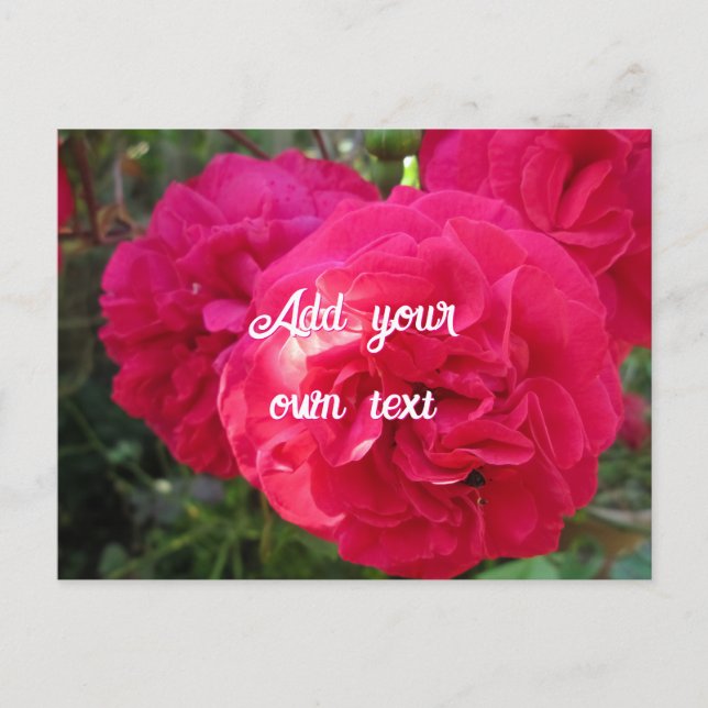 Hot Pink Roses - Personalised Postcard (Front)