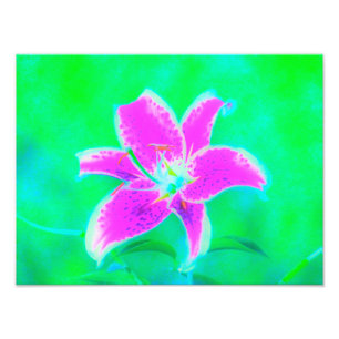 Hot Pink Stargazer Lily on Turquoise and Green Photo Print
