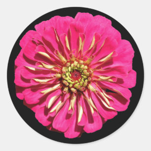 'Hot Pink Zinnea' Classic Round Sticker