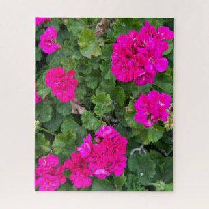 Hot Pink Zonal Geranium, San Mateo Jigsaw Puzzle