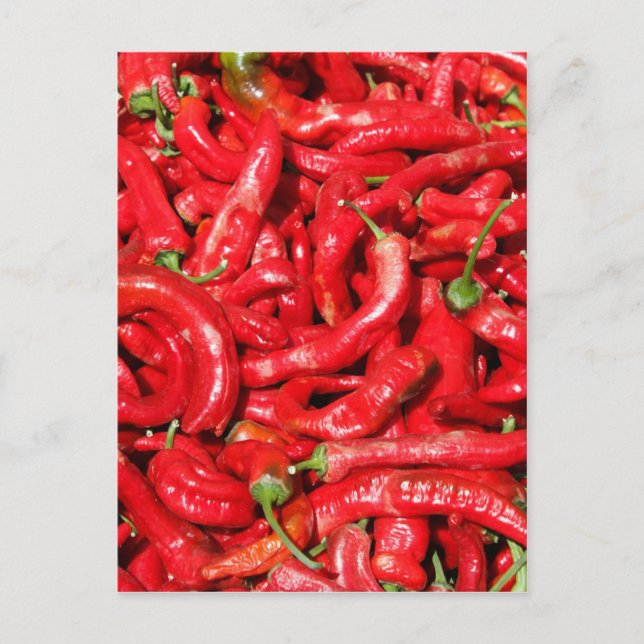 Hot Red Chilli Peppers Outdoors in the Summer Sun Postcard (Front)
