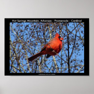Hot Springs Mountain, AR - Promenade - Cardinal Poster