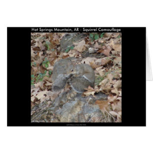 Hot Springs Mountain, AR Squirrel Camouflage Gifts