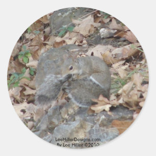 Hot Springs Mountain, AR Squirrel Camouflage Gifts Classic Round Sticker