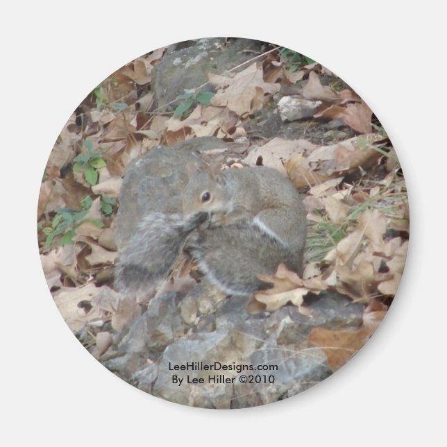 Hot Springs Mountain, AR Squirrel Camouflage Gifts Magnet (Front)