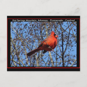 Hot Springs Mountain Promenade  Cardinal Gifts Postcard