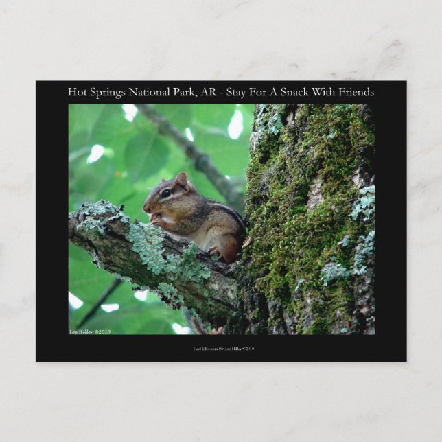 Hot Springs National Park, AR Chipmunk Snack Gifts Postcard (Front)