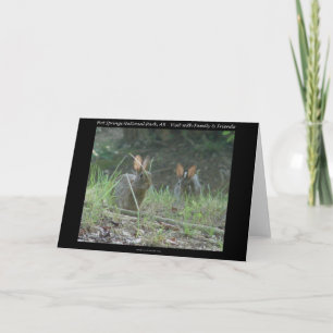 Hot Springs National Park, AR  Wild Rabbits Gifts Holiday Card